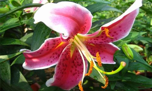 这是一张天气渐凉 百合鲜切花行情有所好转的配图