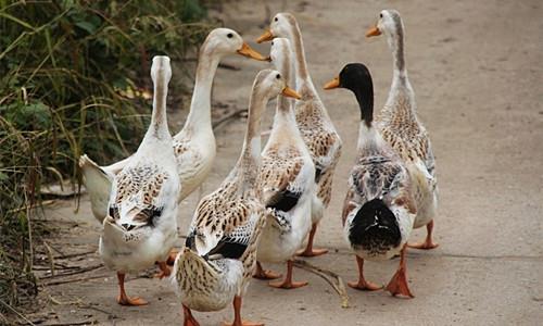 这是一张中元节有吃鸭传统 毛鸭购销两旺的配图 这是一张中元节有吃鸭传统 毛鸭购销两旺的配图
