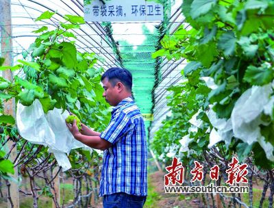 葡萄园内，工作人员细心查看葡萄的生长。何森垚