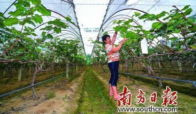 工作人员正在进行园区植物的日常维护。