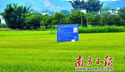 高产量稻田已成为农户的首选。